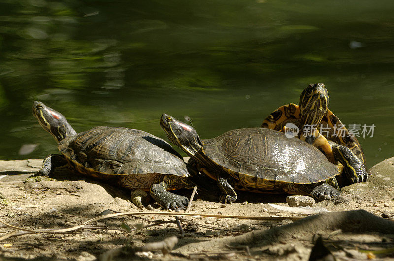 滑动海龟(Trachemys scripta)